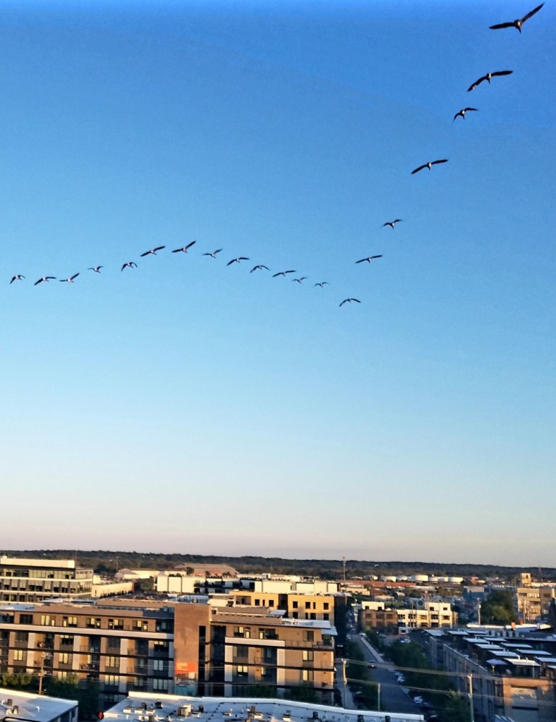 A flock of Canadian geese flying in a V formation across a clear blue sky, with buildings and a cityscape visible below.